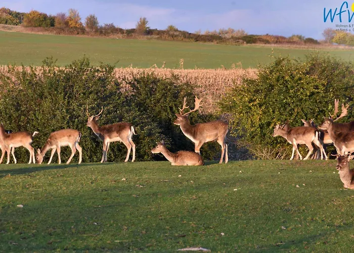 Feriehus Having Sellin (Rugen)